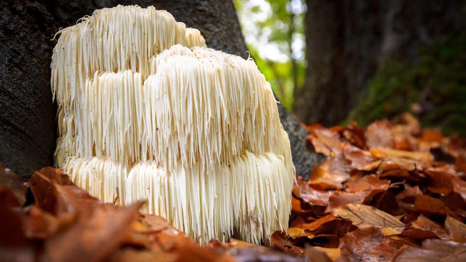 Unlocking the Power of Lion's Mane Mushroom: A Comprehensive Guide to Its Health Benefits